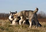 ALASKAN MALAMUTE 802